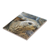 亀 タイル (側面)