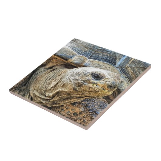 亀 タイル (側面)