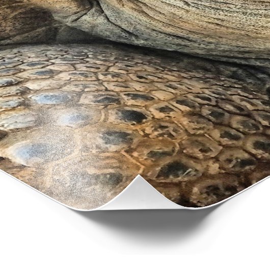 亀 フォトプリント            (角)