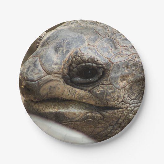 亀 ペーパープレート (正面)