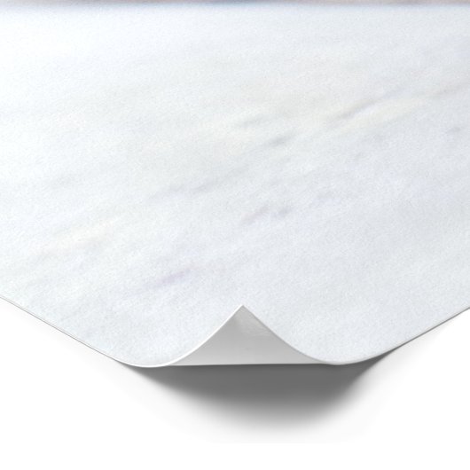 亀 ポスター (角)