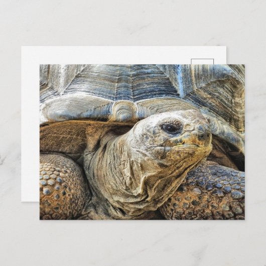 亀 ポストカード (正面/裏面)