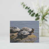 亀 ポストカード (スタンド正面)