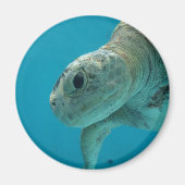 亀 マグネット (正面)