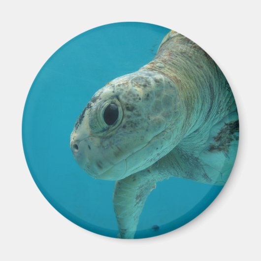 亀 マグネット (正面)