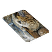 亀 マグネット (右側)