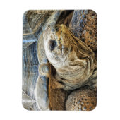 亀 マグネット (縦)