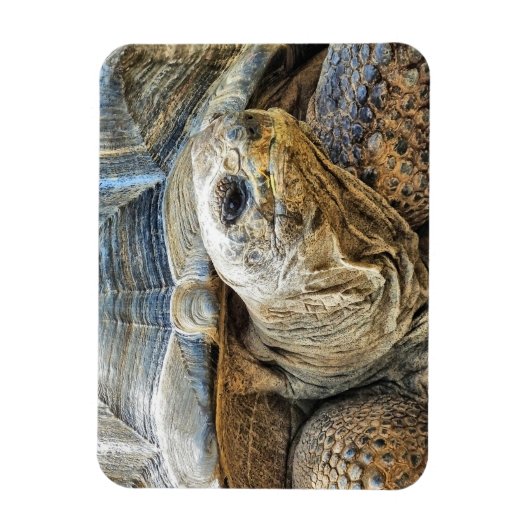 亀 マグネット (縦)