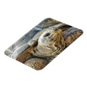 亀 マグネット (左側)