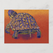亀、亀 ポストカード (正面)