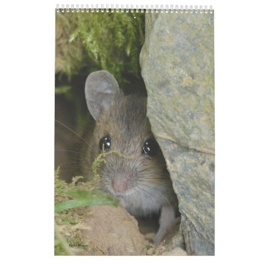 予定表 カレンダー (裏面)