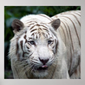 予想 ポスター (正面)