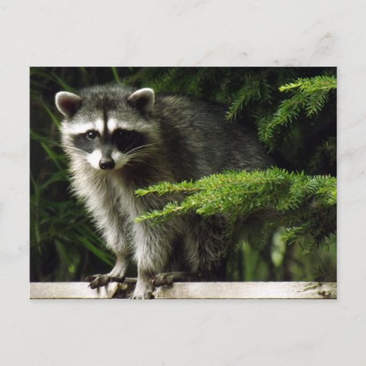 予期しない訪問者， #3 ポストカード (正面)