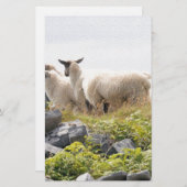 予測できなデザイン – 畑の羊 便箋 (正面/裏面)
