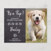 予算それは新しいペット犬の子犬の発表である (正面)