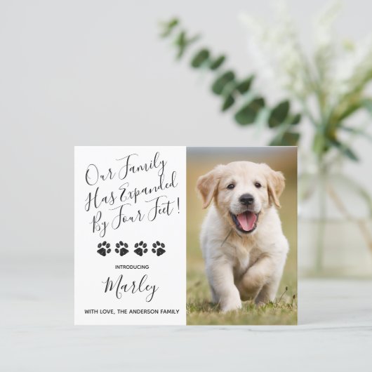 予算の新しいペットは4つの足子犬によって拡張 (スタンド正面)