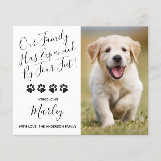 予算の新しいペットは4つの足子犬によって拡張 (正面)