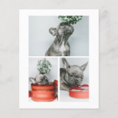 予算ラフ年の犬のクリスマスだった (裏面)