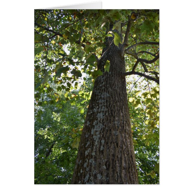 事態は上向いている！ (正面)