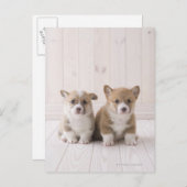 二つのウェルシュコーギー座る ポストカード (正面/裏面)