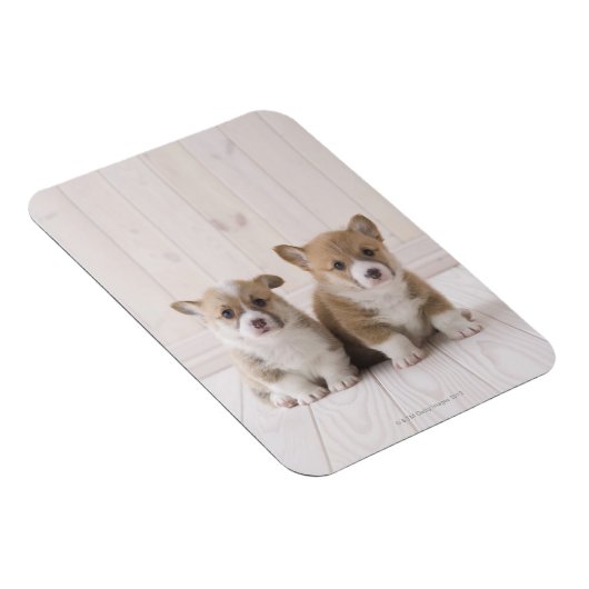 二つのウェルシュコーギー座る マグネット (右側)