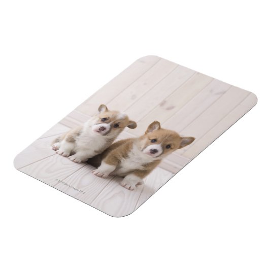 二つのウェルシュコーギー座る マグネット (左側)