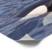 二つのシャチ ポスター (角)