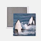 二つのシャチ マグネット (正面/裏面)