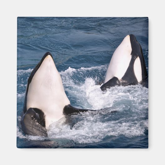 二つのシャチ マグネット (正面)