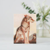 二つのジャングルの本：アキーラ、孤独な狼 ポストカード (スタンド正面)