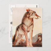 二つのジャングルの本：アキーラ、孤独な狼 ポストカード (正面/裏面)