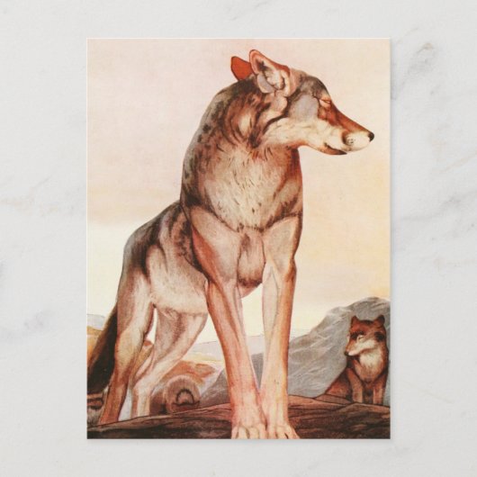 二つのジャングルの本：アキーラ、孤独な狼 ポストカード (正面)