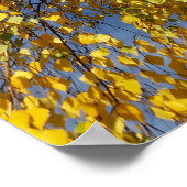 二つの樺の木木 ポスター (角)