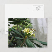 二つの蜂 ポストカード (正面/裏面)