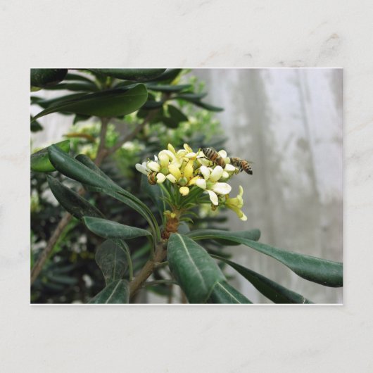 二つの蜂 ポストカード (正面)