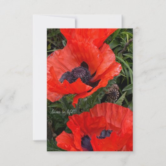 二オレンジオリエンタルポピー ノートカード (正面)