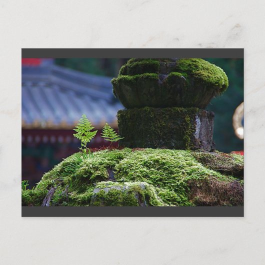 二シダ ポストカード (正面)