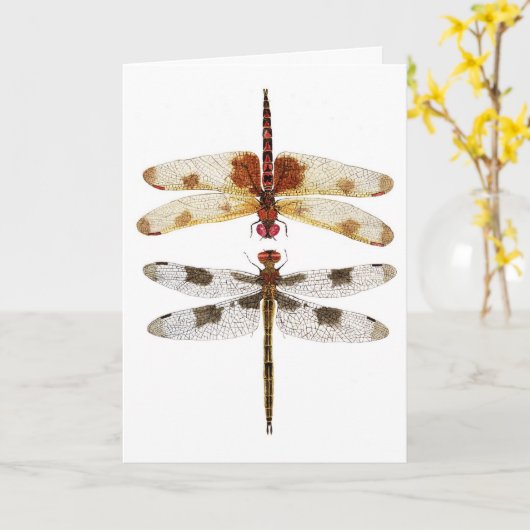 二トンボ互いに見て カード (黄色い花)