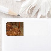 二ビズラ ラベル (インサイチュ)