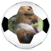 二ベビーの亀の甲（ほ）モルモット サッカーボール (回転)