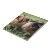 二ベビーの亀の甲（ほ）モルモット タイル (側面)