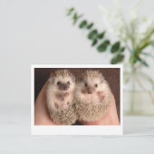 二ベビーヘッジホグ ポストカード (スタンド正面)