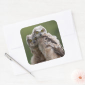 二ベビー素晴らし角フクロウ スクエアシール (封筒)