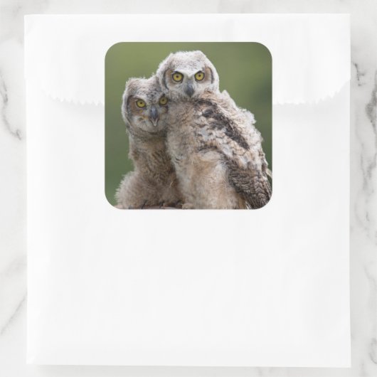 二ベビー素晴らし角フクロウ スクエアシール (バッグ)