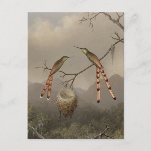 二人の若いハチドリ ポストカード (正面)