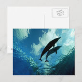 二匹のイルカが一緒に人生を歩む ポストカード (正面/裏面)