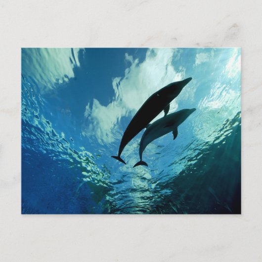 二匹のイルカが一緒に人生を歩む ポストカード (正面)