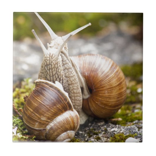 二匹のカタツムリ タイル (正面)