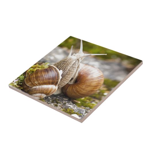 二匹のカタツムリ タイル (側面)