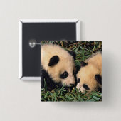 二匹のパンダのカブを竹の茂みの中に置き、臥龍。 缶バッジ (正面&裏面)